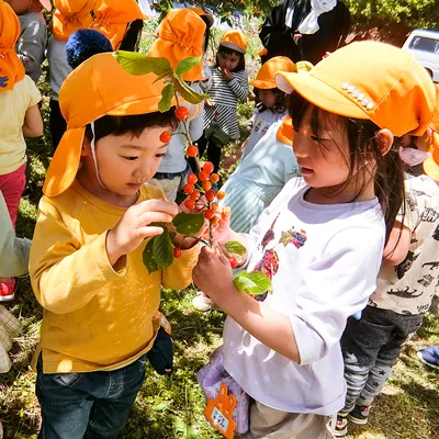 季節のイベント写真 サクランボ狩り